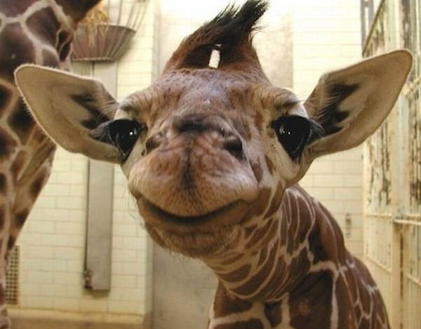 A smiling giraffe