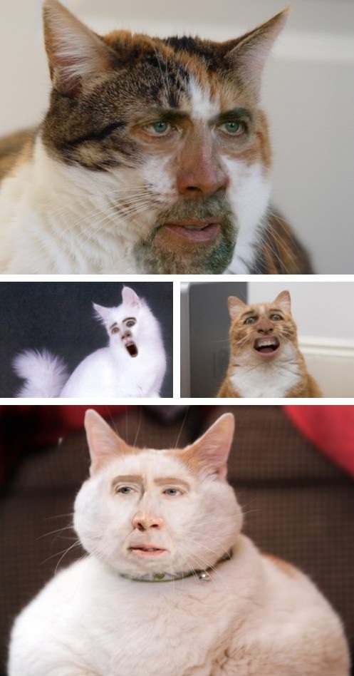 Cage cat face swap