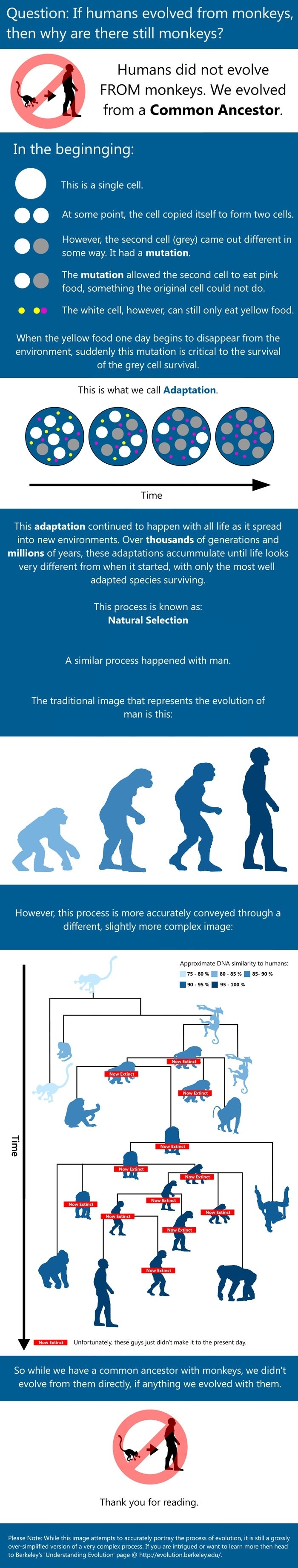 Human Evolution