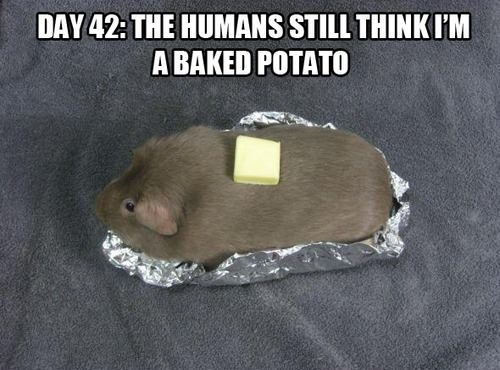 Lvl of Stealth: Solid snake