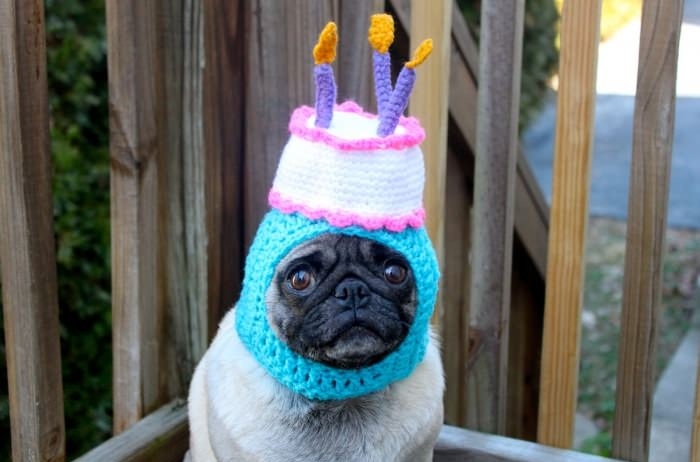 Sad birthday pug