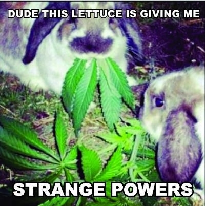 Powerful lettuce is powerful