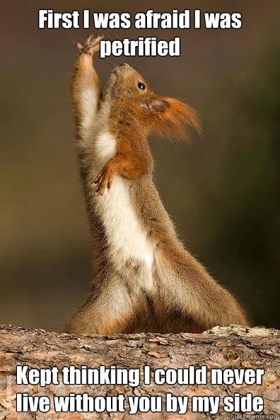 Dramatic squirrel is dramatic