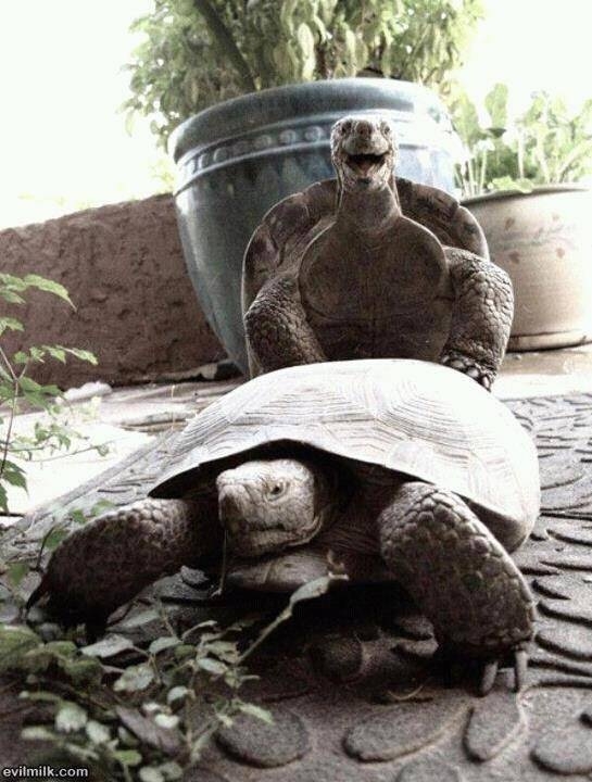 Turtle has funny time