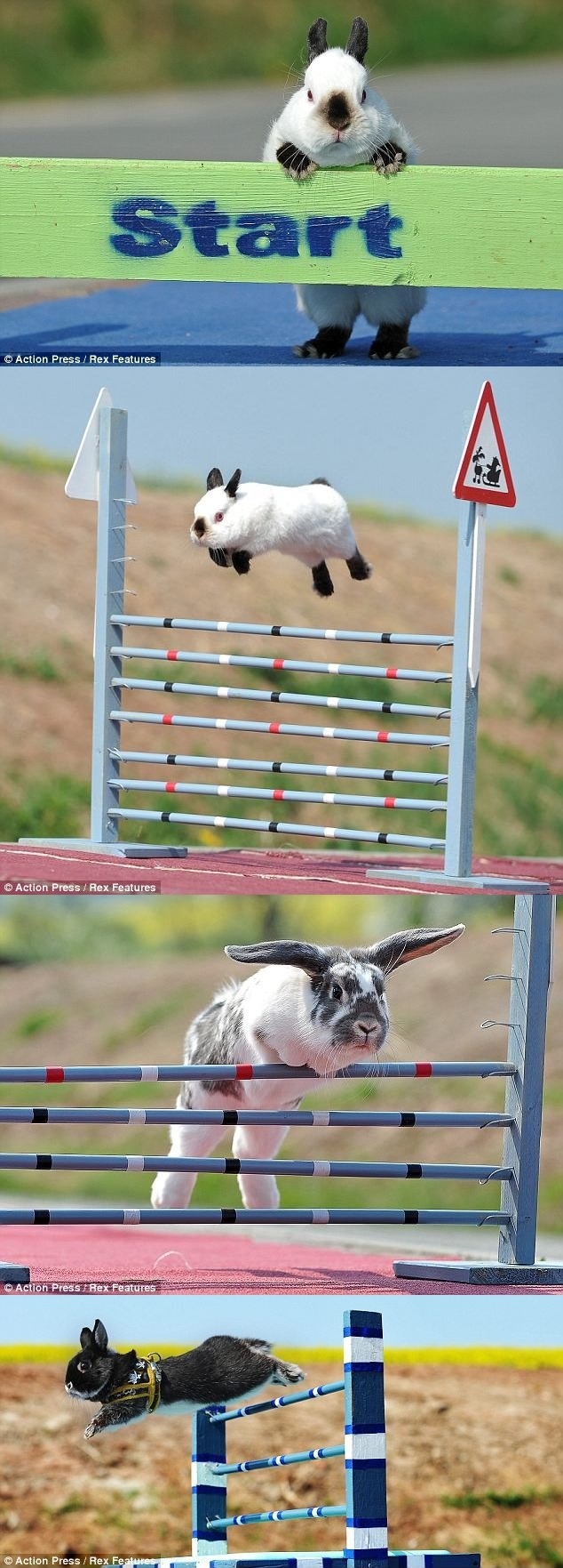 High Jump Rabbits