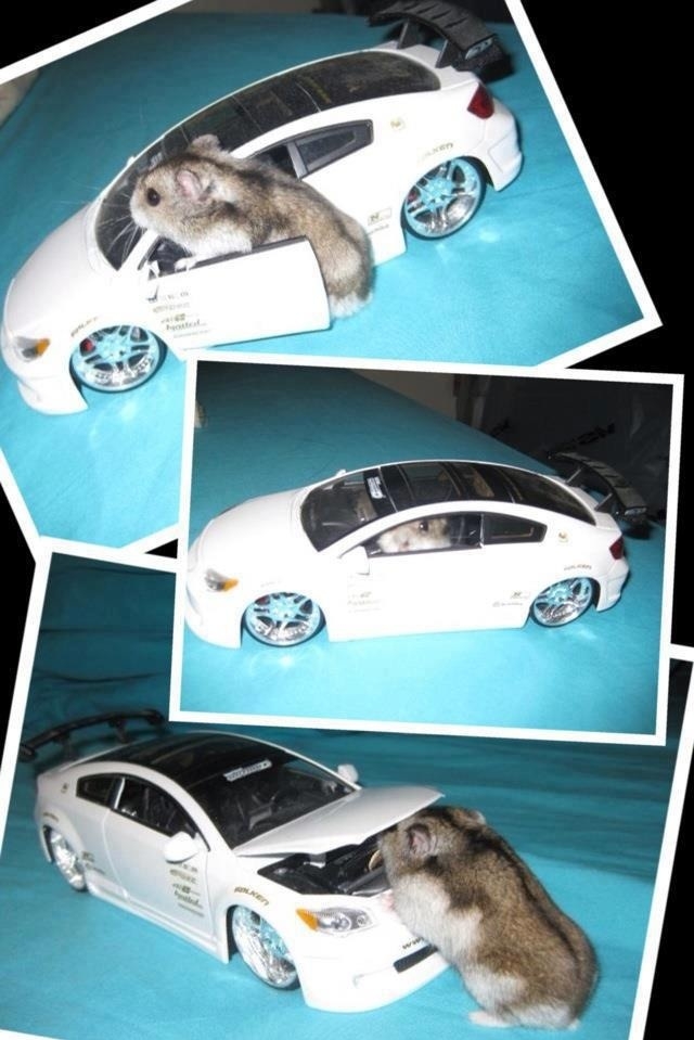 Hamster got his own ride