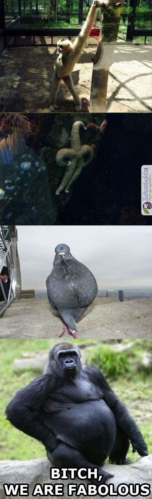 B*tch, we are fabulous!