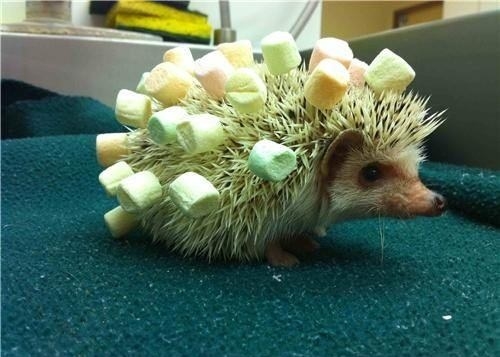 Hedgie's new haircut