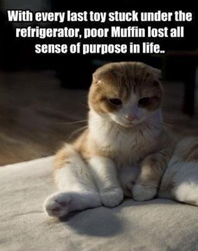 Poor muffin