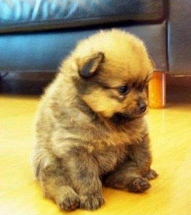 Sad Ewok Puppy