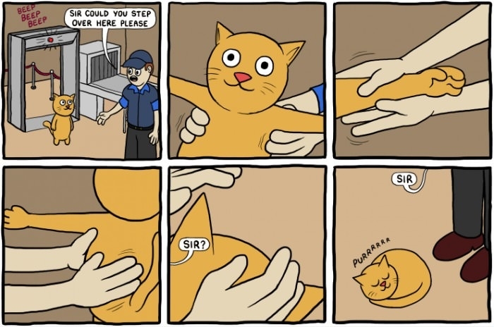 A cat at the airport