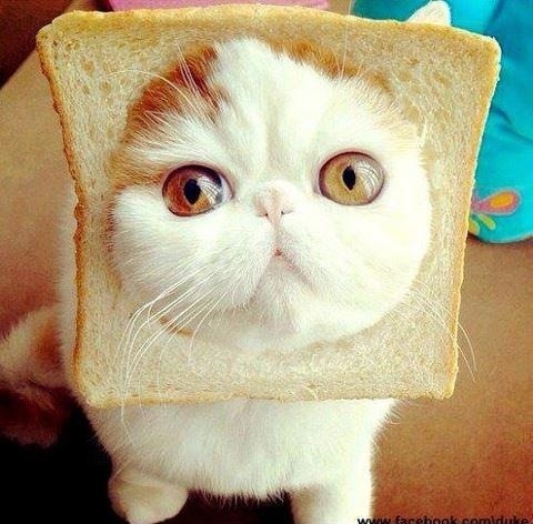 Cuz hotdog is too mainstream