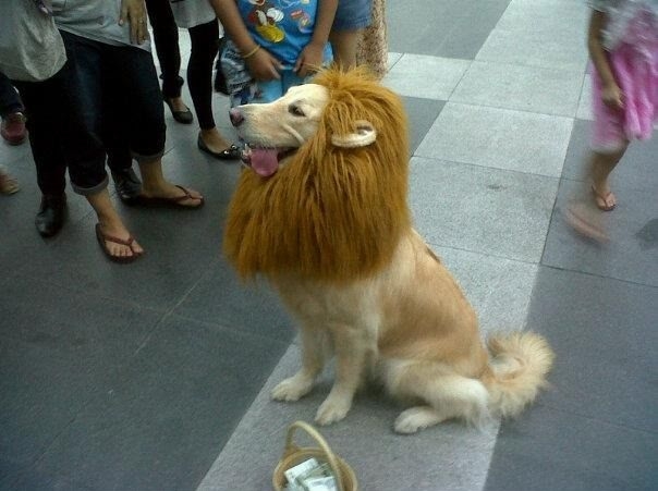 Believe me, I'm a lion!