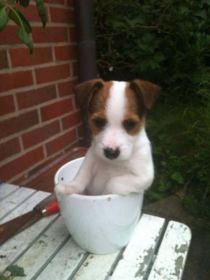 Bring me the b*tches