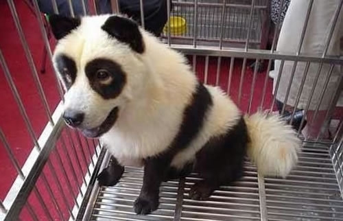 The Panda Dog