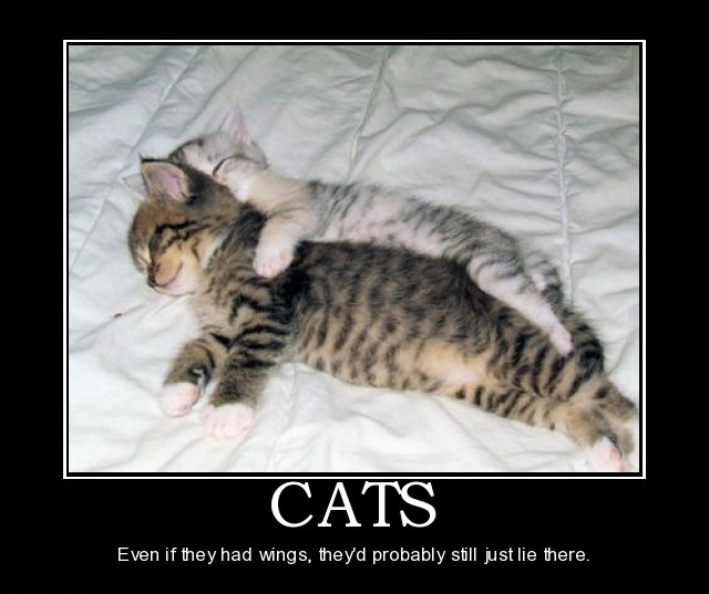Cats