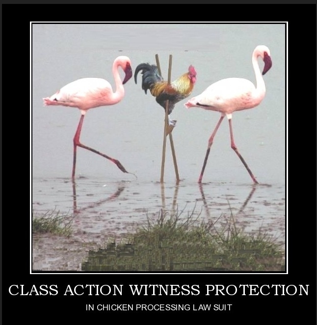 Chicks on stilts