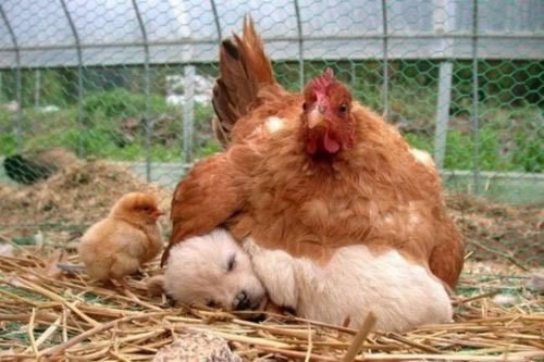 Confused Mother Chicken