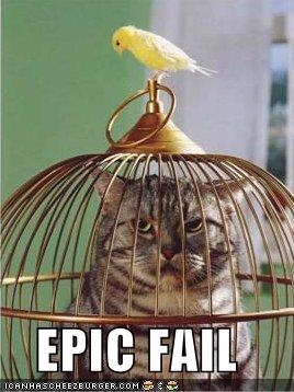 bird vs cat