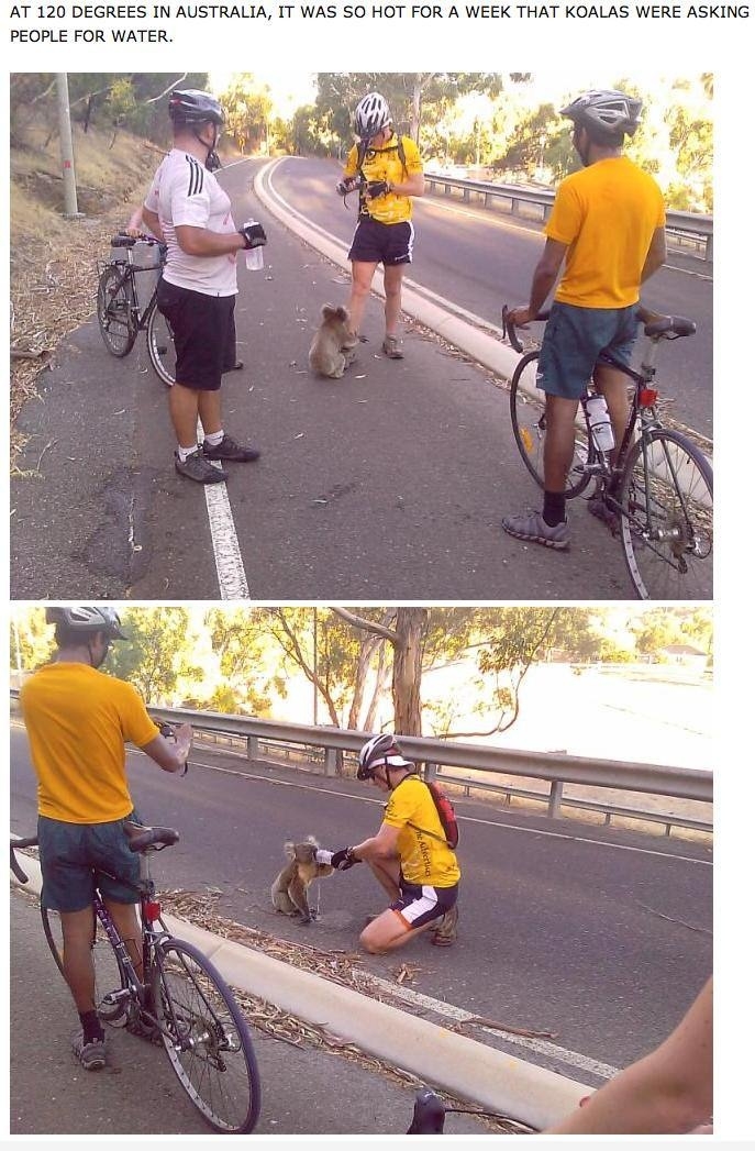 Thirsty Koala