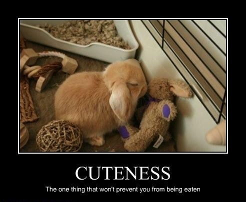 Cuteness