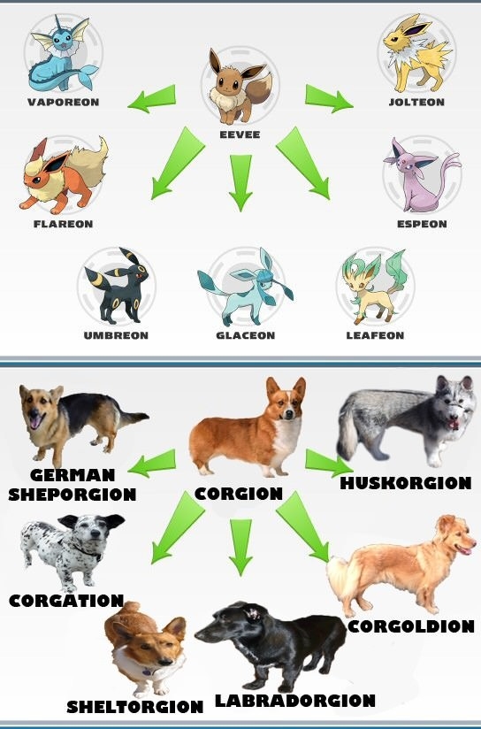 Corgis-Pokemon of Dog World
