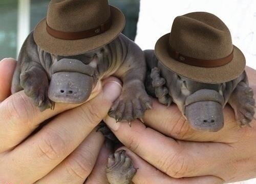 Platypus Agents