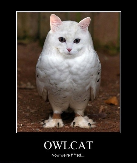 Meowl!