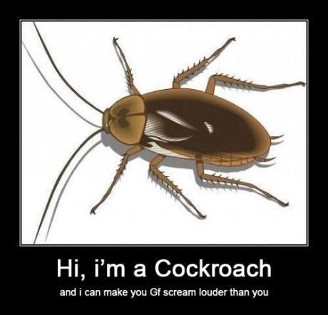 Cockroach