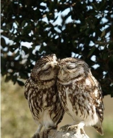 Love owl