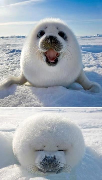 Cute Ice Ball