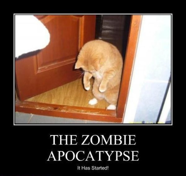 Watch out for the cats!
