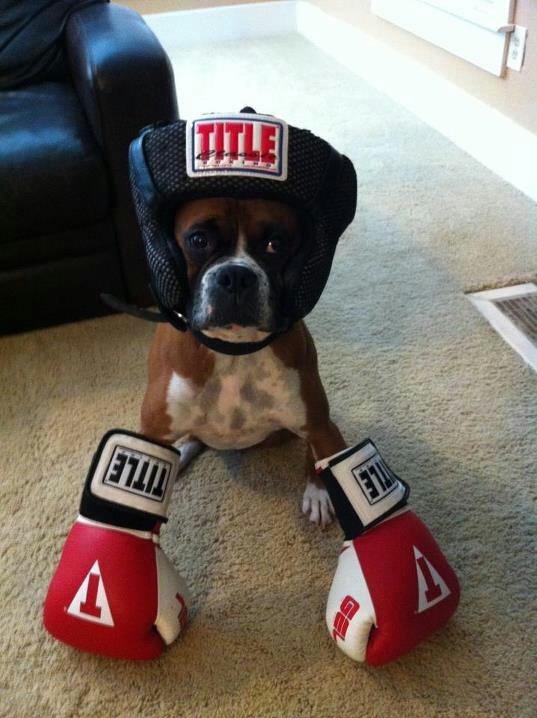 The King of Boxer