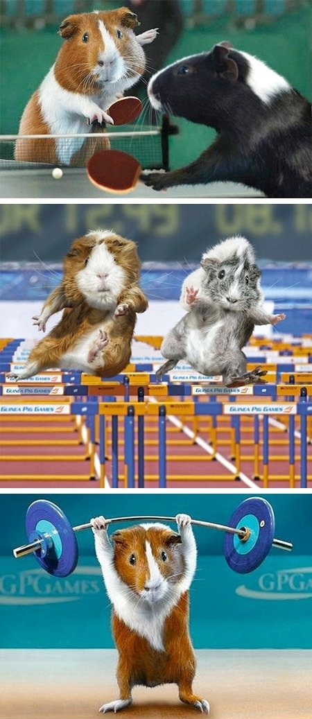 Guinea Pig Olympics