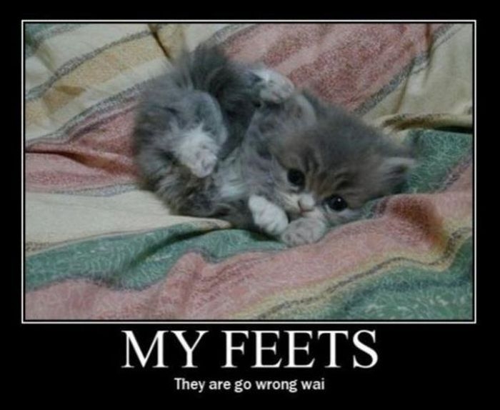 Poor Kitty