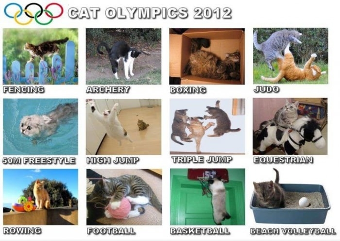 Cat Olympics 2012