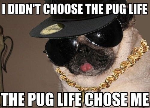 Thug Pug