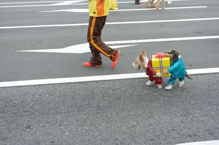 Epic dog costume