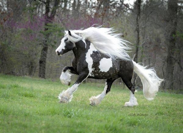Beautiful horse