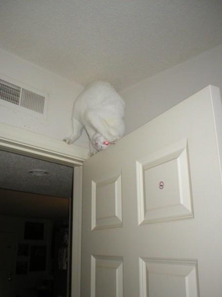 The Albino Ninja Cat