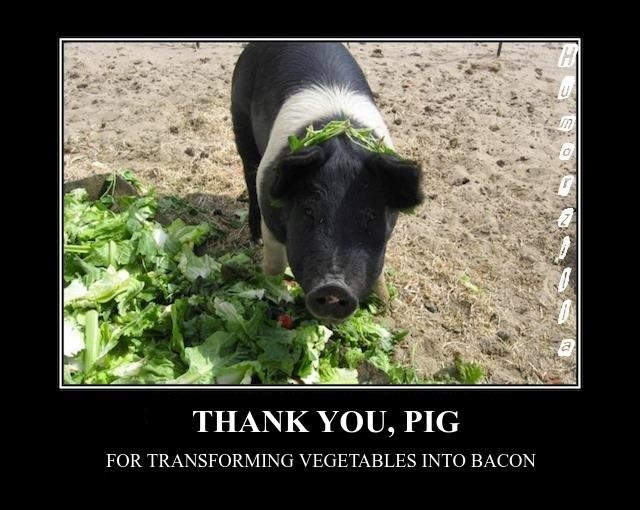 Thank you, pig!