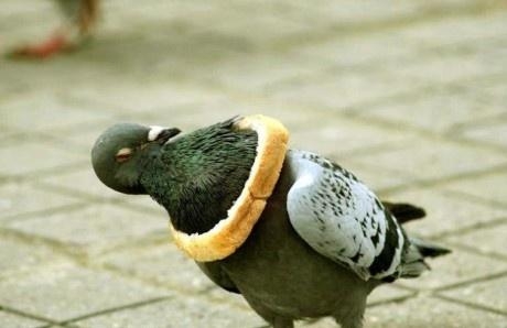 Bread 1 - Pigeon 0