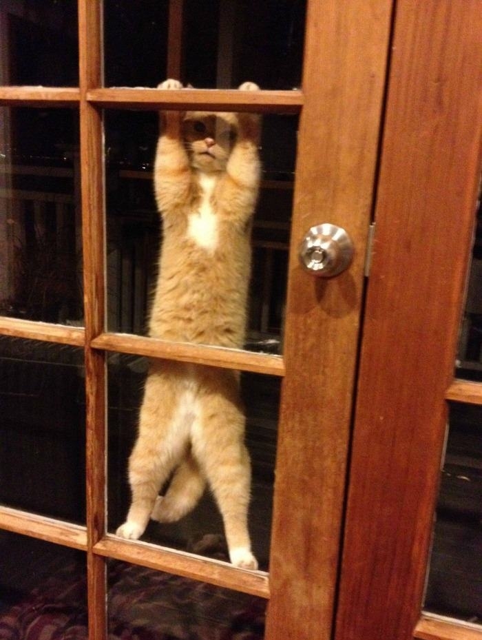 Spider cat