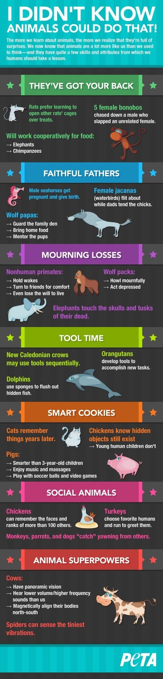 Animal Facts