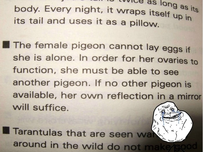 Forever Alone Pigeon