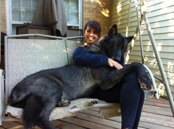 A huge hybrid wolf