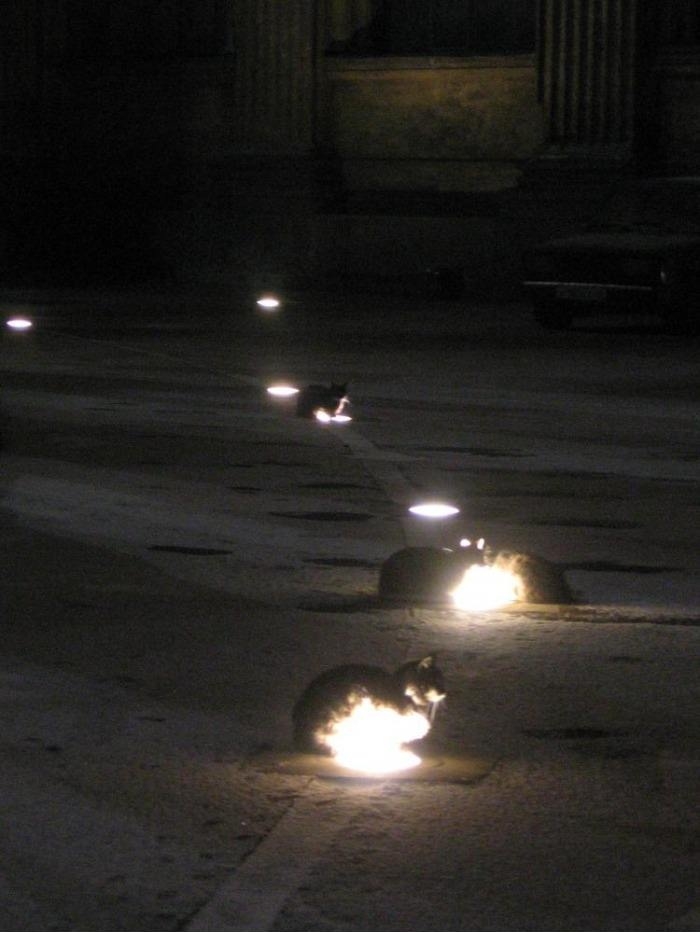 How wild cats survive winter