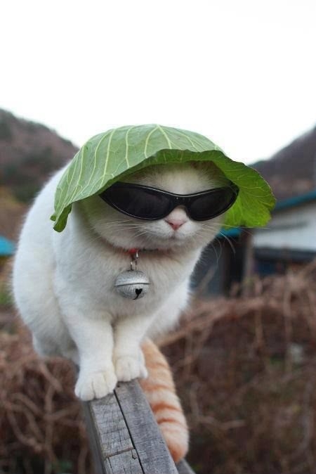 A cat in a lettuce hat