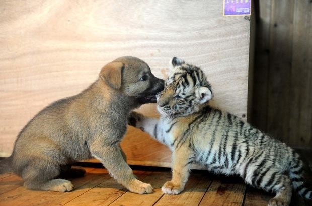 Puppy VS. Tiger