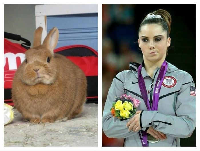 Unimpressed bunny